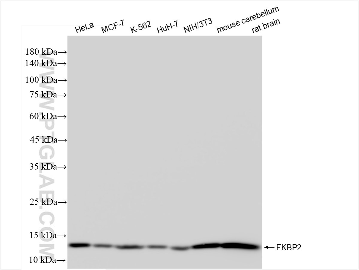 Western Blot (WB) analysis of various lysates using FKBP2 Recombinant antibody (84077-6-RR)