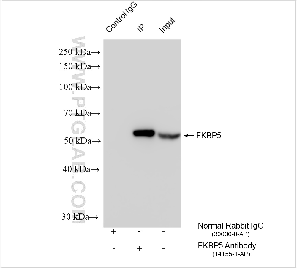 Immunoprecipitation (IP) experiment of K-562 cells using FKBP5 Polyclonal antibody (14155-1-AP)