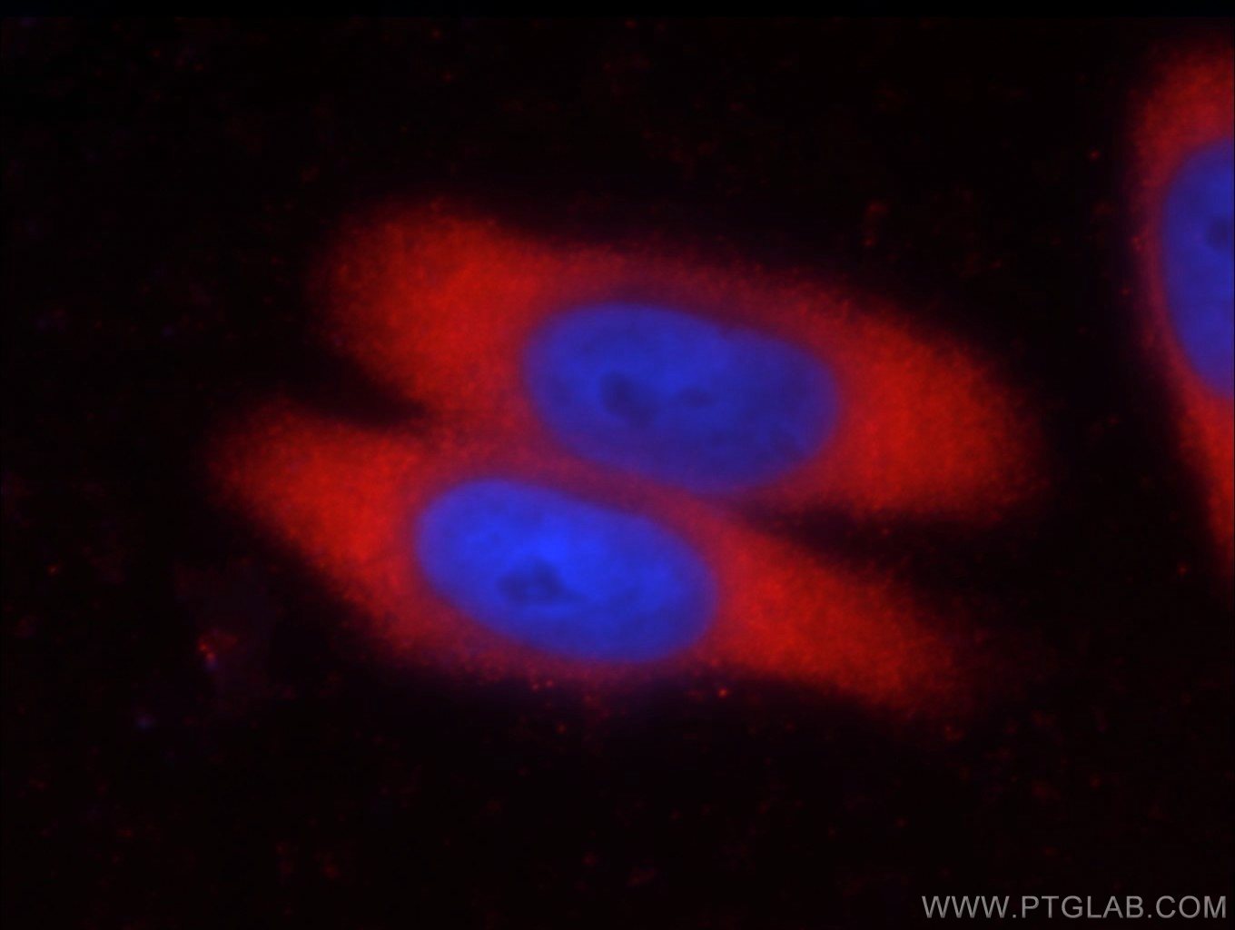 Immunofluorescence (IF) / fluorescent staining of HeLa cells using FKBP52 Monoclonal antibody (66040-1-Ig)