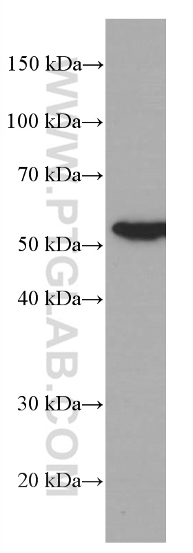 Western Blot (WB) analysis of K-562 cells using FKBP52 Monoclonal antibody (66040-1-Ig)