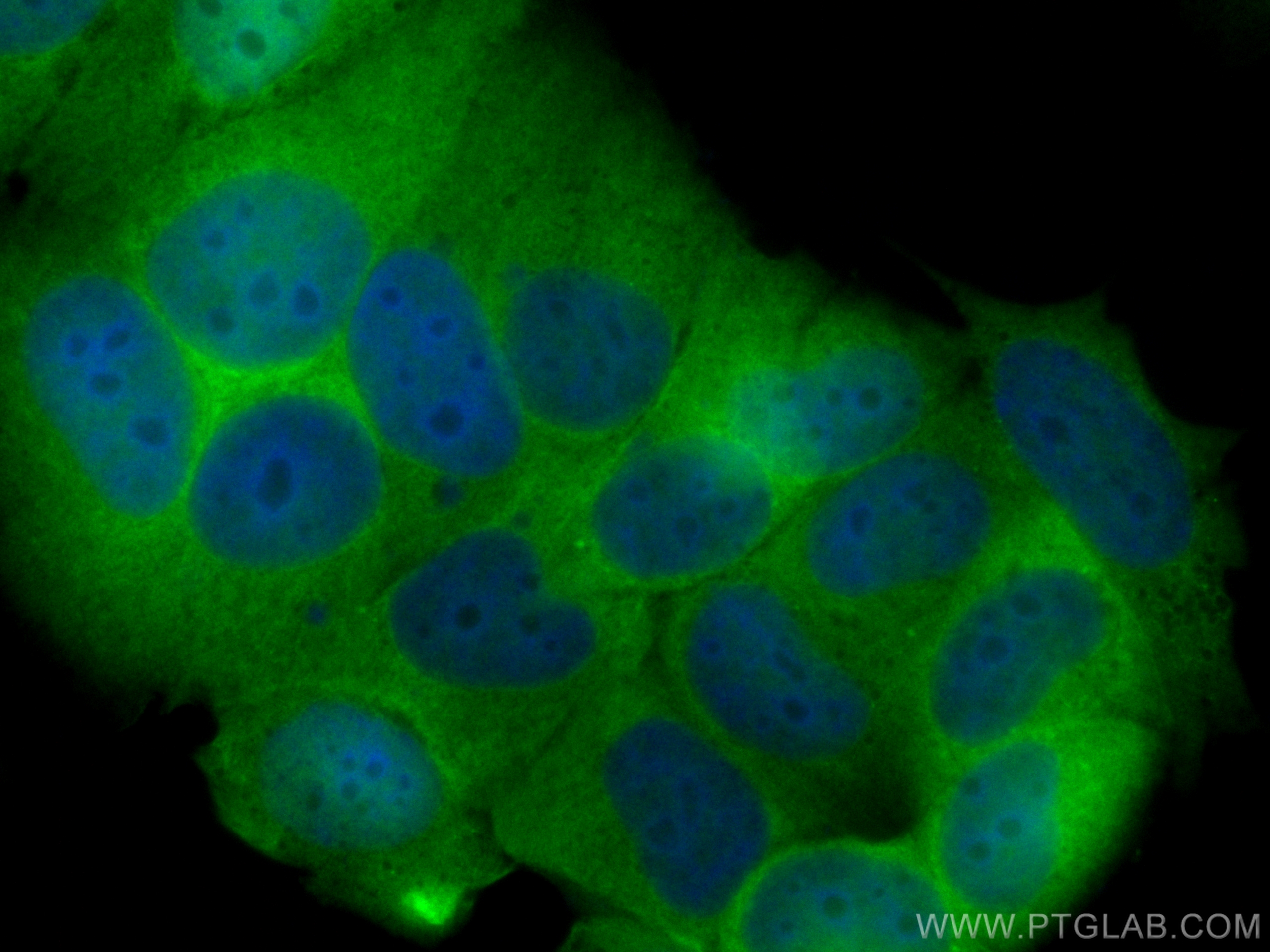 Immunofluorescence (IF) / fluorescent staining of MCF-7 cells using CoraLite® Plus 488-conjugated FKBP52 Polyclonal an (CL488-10655)