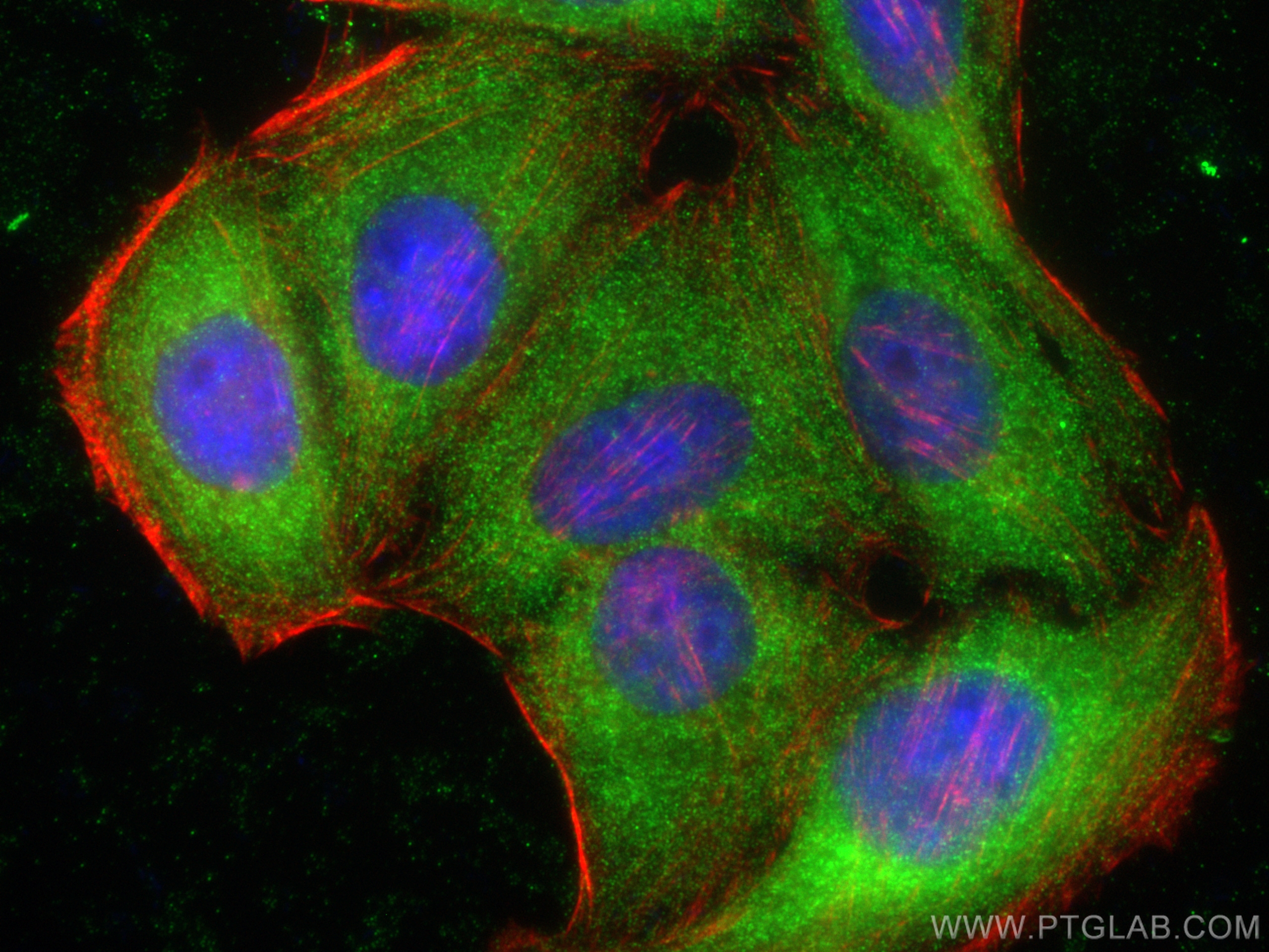 Immunofluorescence (IF) / fluorescent staining of HepG2 cells using FLAD1 Polyclonal antibody (14118-1-AP)