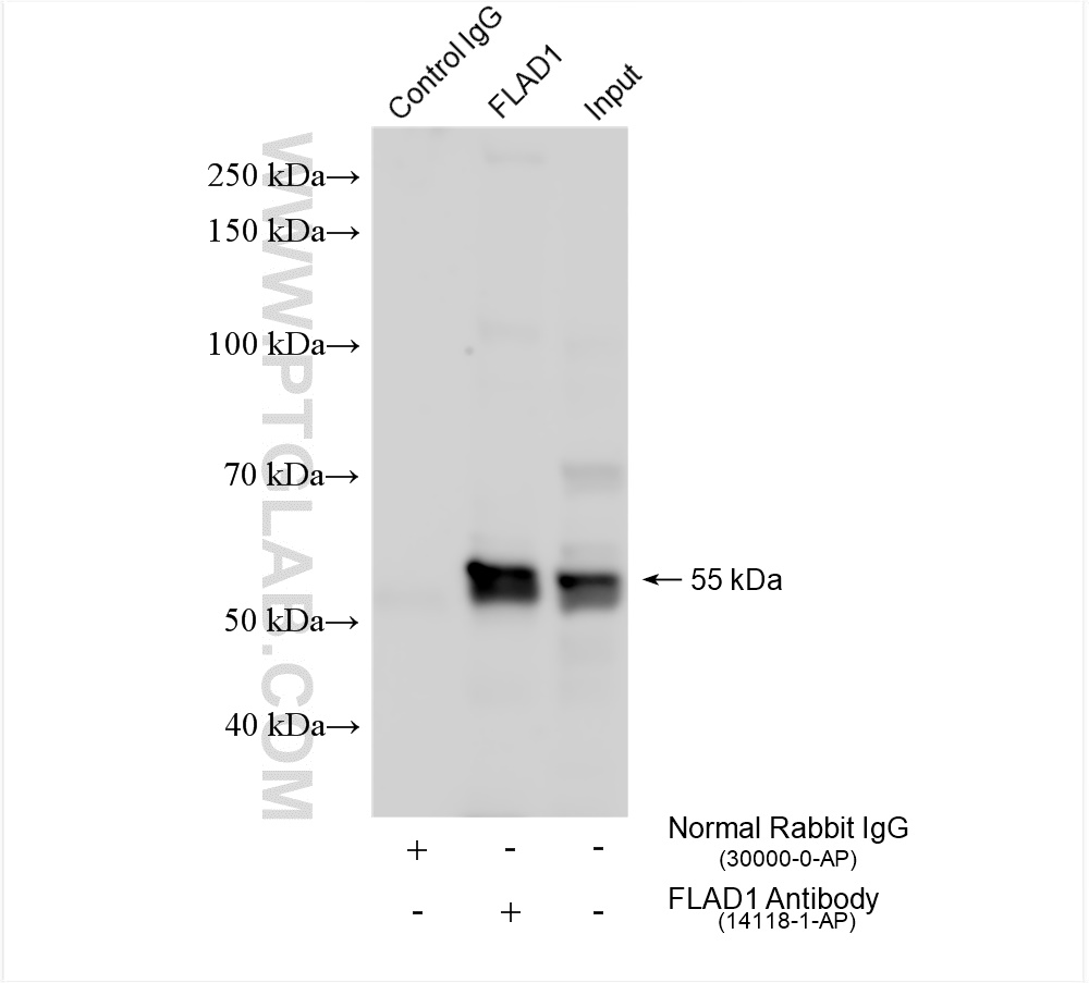 Immunoprecipitation (IP) experiment of K-562 cells using FLAD1 Polyclonal antibody (14118-1-AP)
