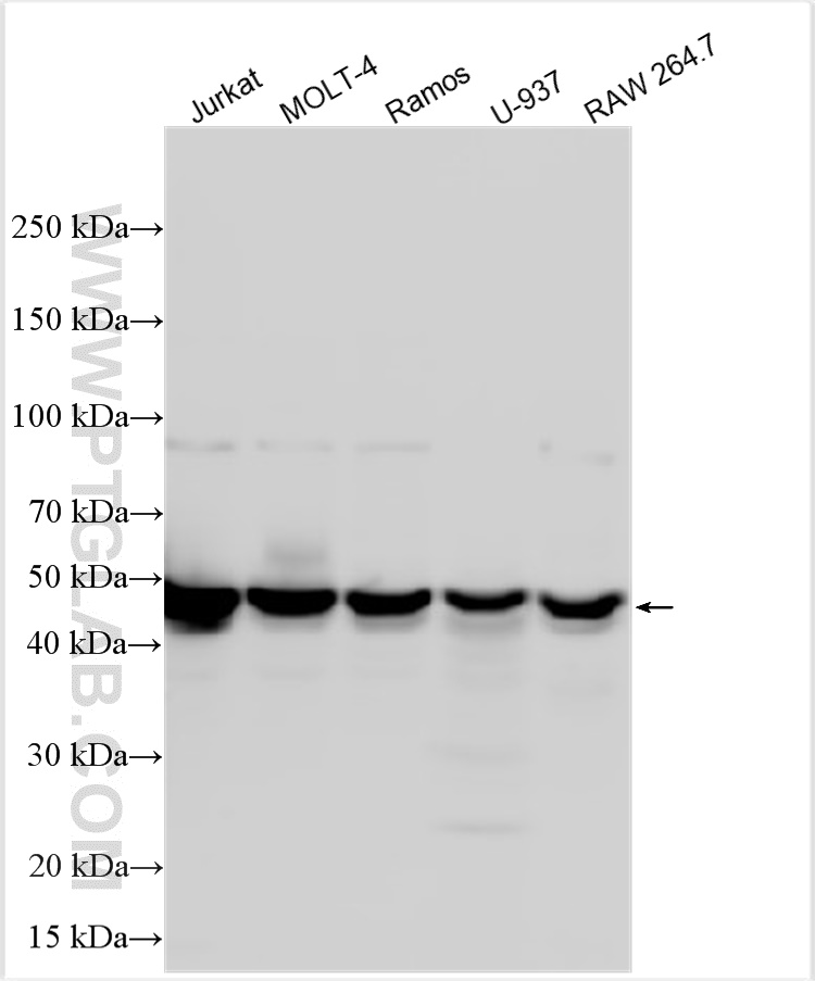 Western Blot (WB) analysis of various lysates using FLI1 Polyclonal antibody (11347-1-AP)