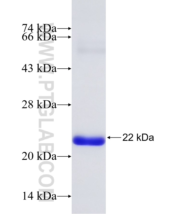 FLT3 fusion protein Ag32912 SDS-PAGE