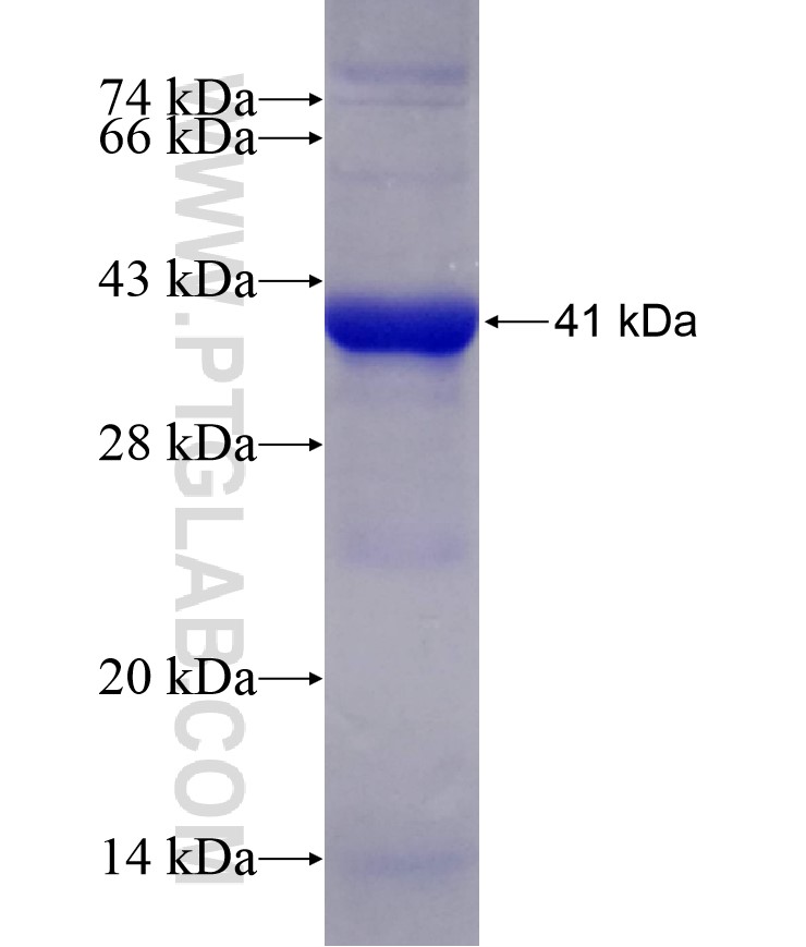 FMNL1 fusion protein Ag28899 SDS-PAGE