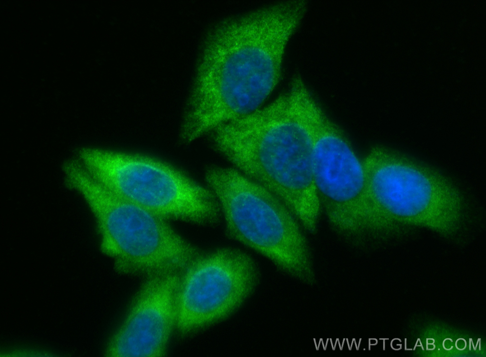 Immunofluorescence (IF) / fluorescent staining of HepG2 cells using Fibromodulin Polyclonal antibody (13281-1-AP)