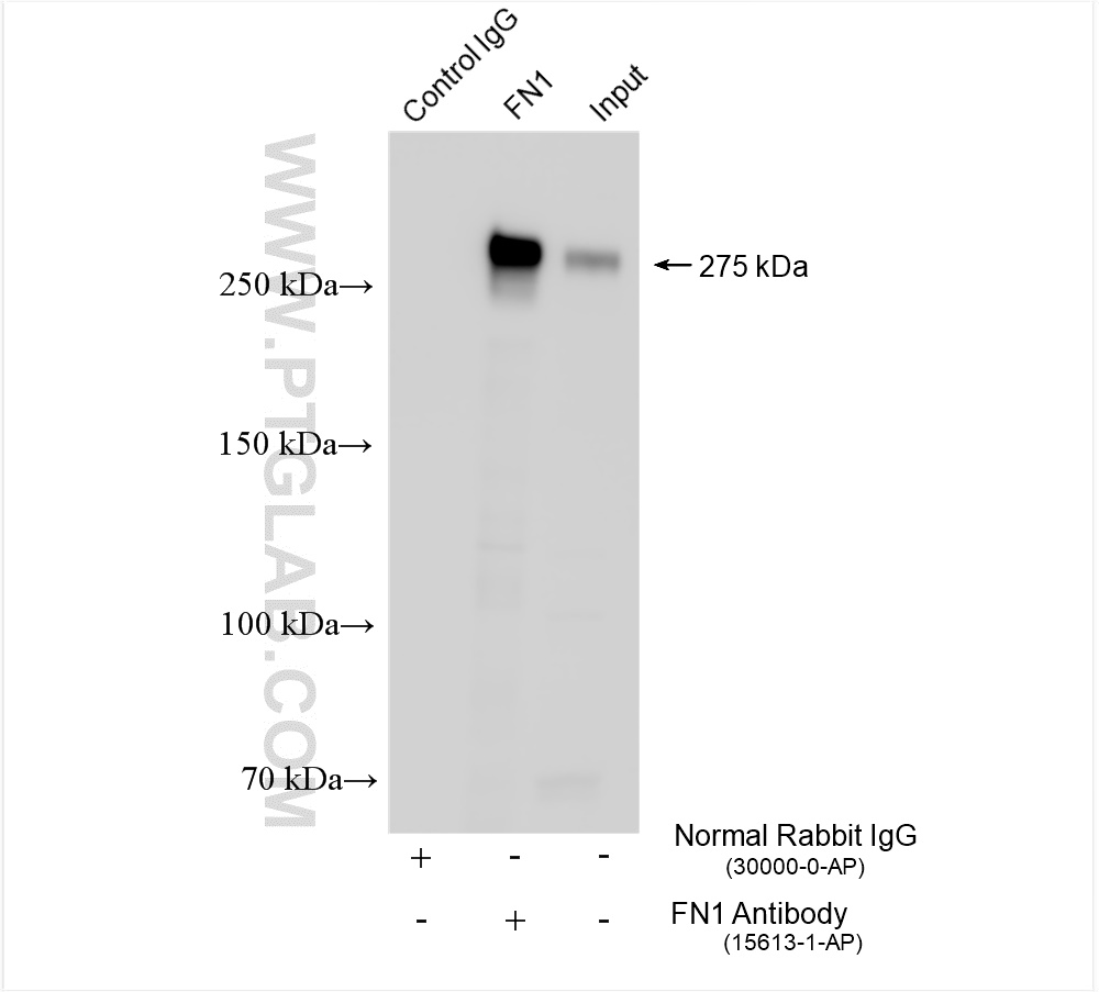 Immunoprecipitation (IP) experiment of NIH/3T3 cells using Fibronectin Polyclonal antibody (15613-1-AP)