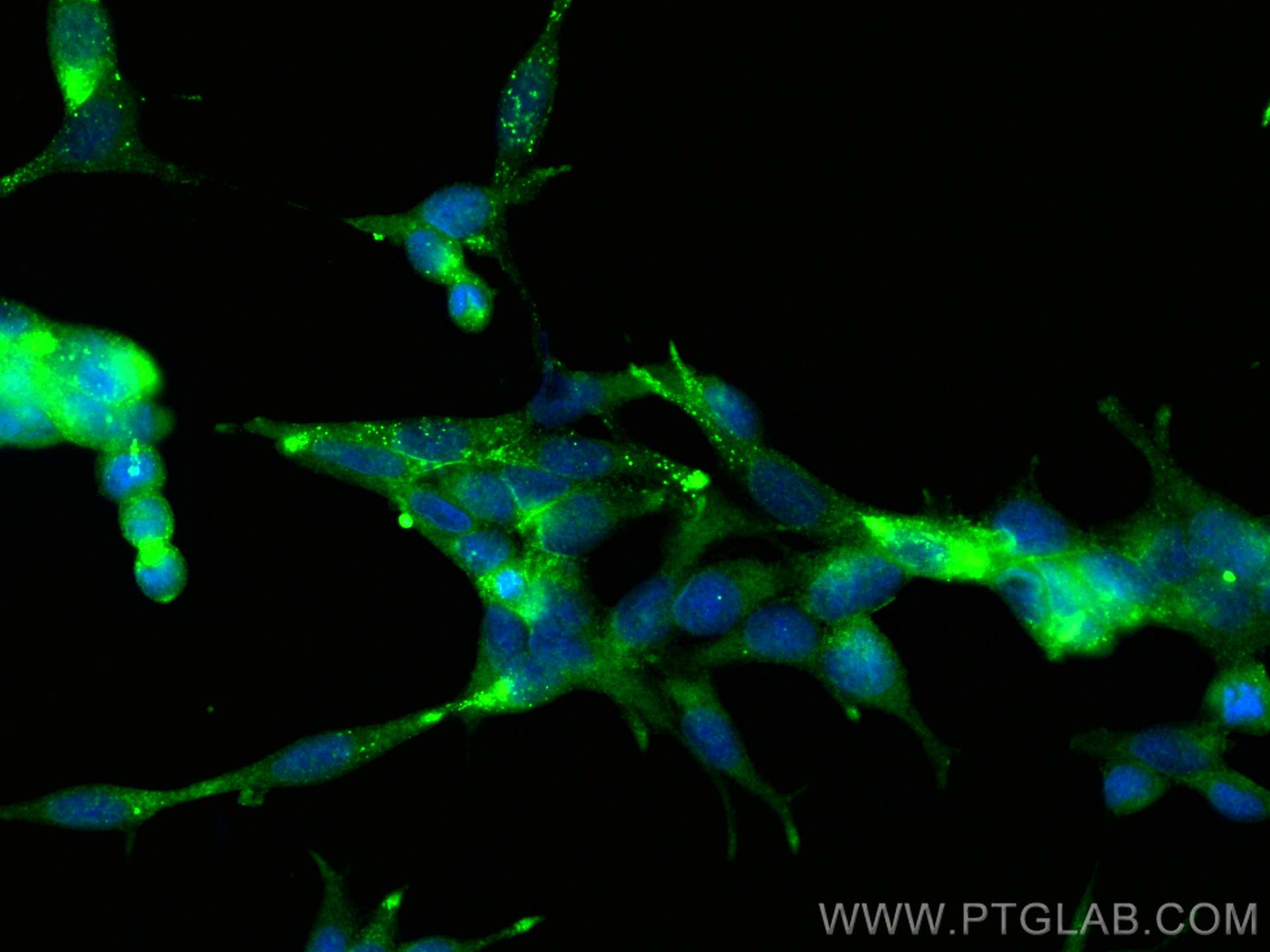 Immunofluorescence (IF) / fluorescent staining of LNCaP cells using PSMA/GCPII Polyclonal antibody (13163-1-AP)