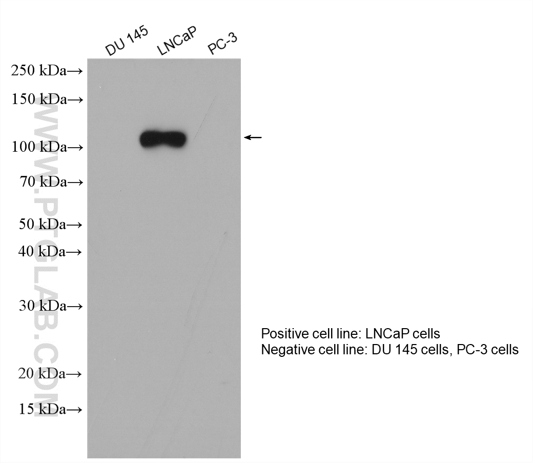 Western Blot (WB) analysis of various lysates using PSMA/GCPII Polyclonal antibody (13163-1-AP)