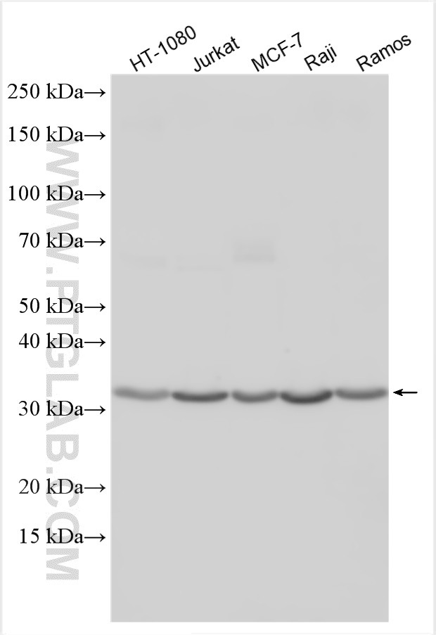 Western Blot (WB) analysis of various lysates using FOLR2 Polyclonal antibody (31264-1-AP)