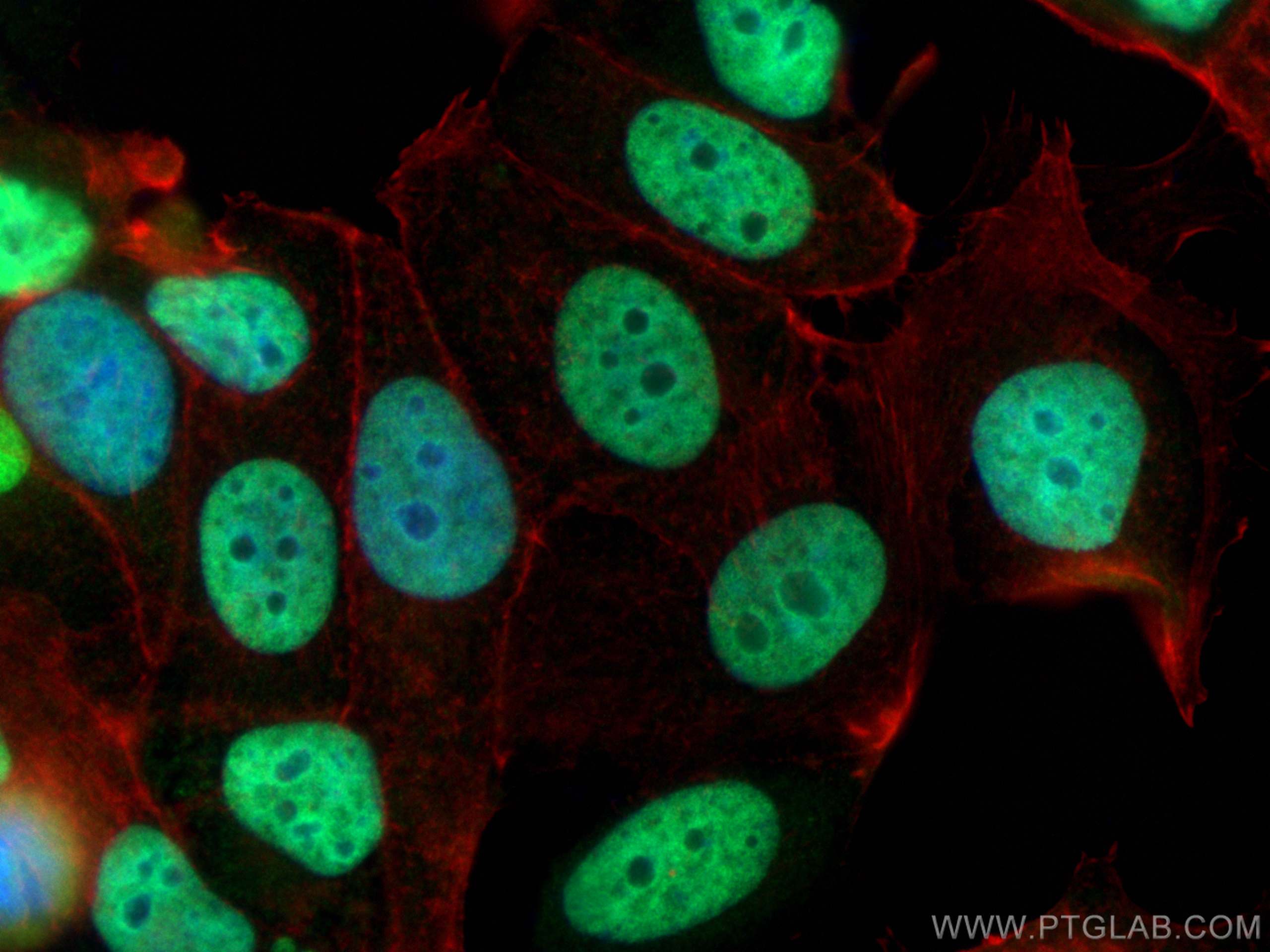 Immunofluorescence (IF) / fluorescent staining of MCF-7 cells using FOXA1 Polyclonal antibody (20411-1-AP)