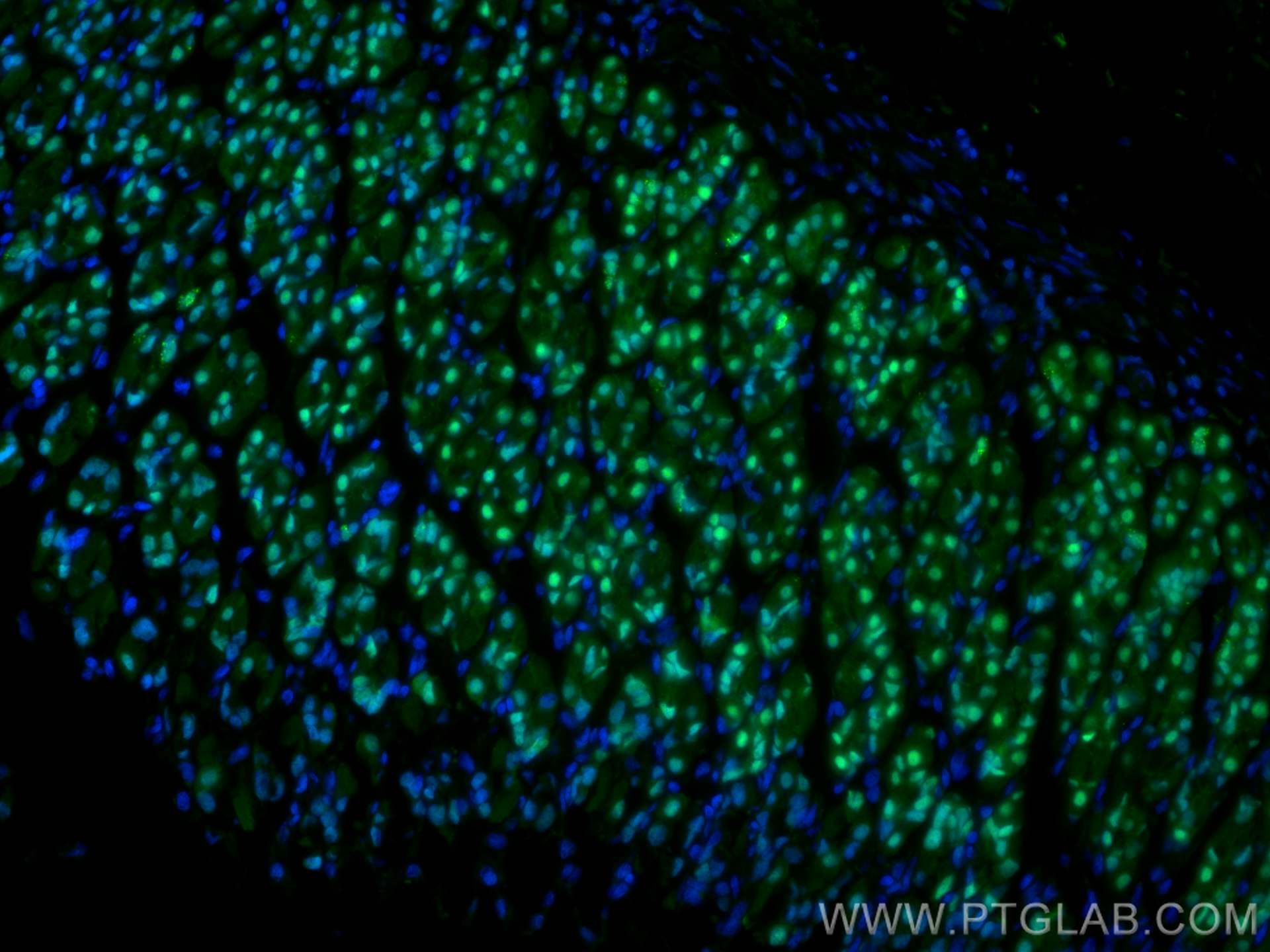 Immunofluorescence (IF) / fluorescent staining of rat stomach tissue using FOXA2 Polyclonal antibody (22474-1-AP)