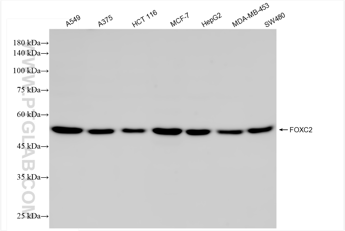 Western Blot (WB) analysis of various lysates using FOXC2 Recombinant antibody (83476-6-RR)