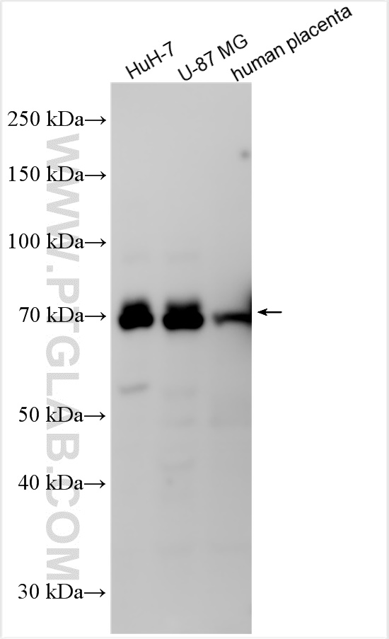 Western Blot (WB) analysis of various lysates using FOXJ2 Polyclonal antibody (28301-1-AP)