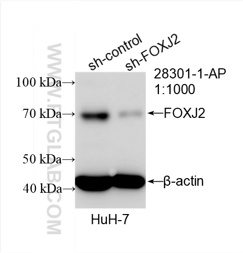 Western Blot (WB) analysis of HuH-7 cells using FOXJ2 Polyclonal antibody (28301-1-AP)