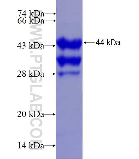 FOXJ2 fusion protein Ag27345 SDS-PAGE