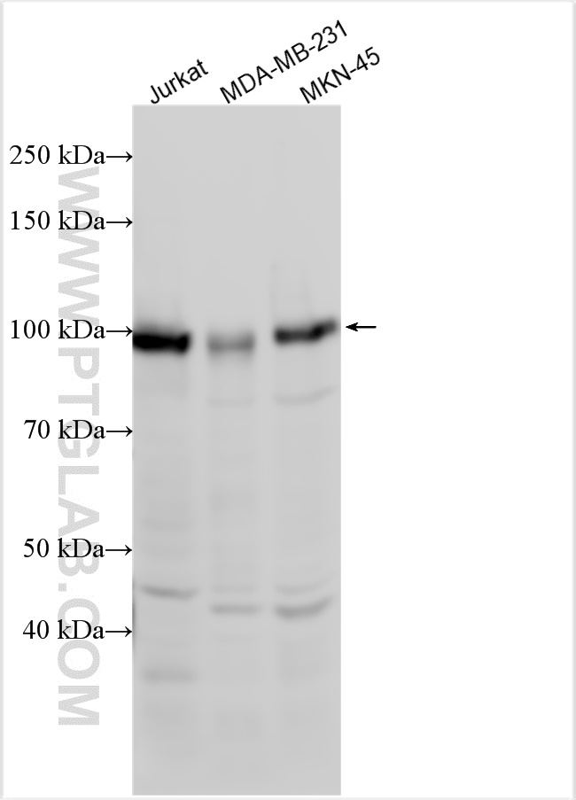 Western Blot (WB) analysis of various lysates using FOXK1 Polyclonal antibody (29338-1-AP)