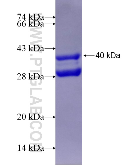 FOXK1 fusion protein Ag28820 SDS-PAGE