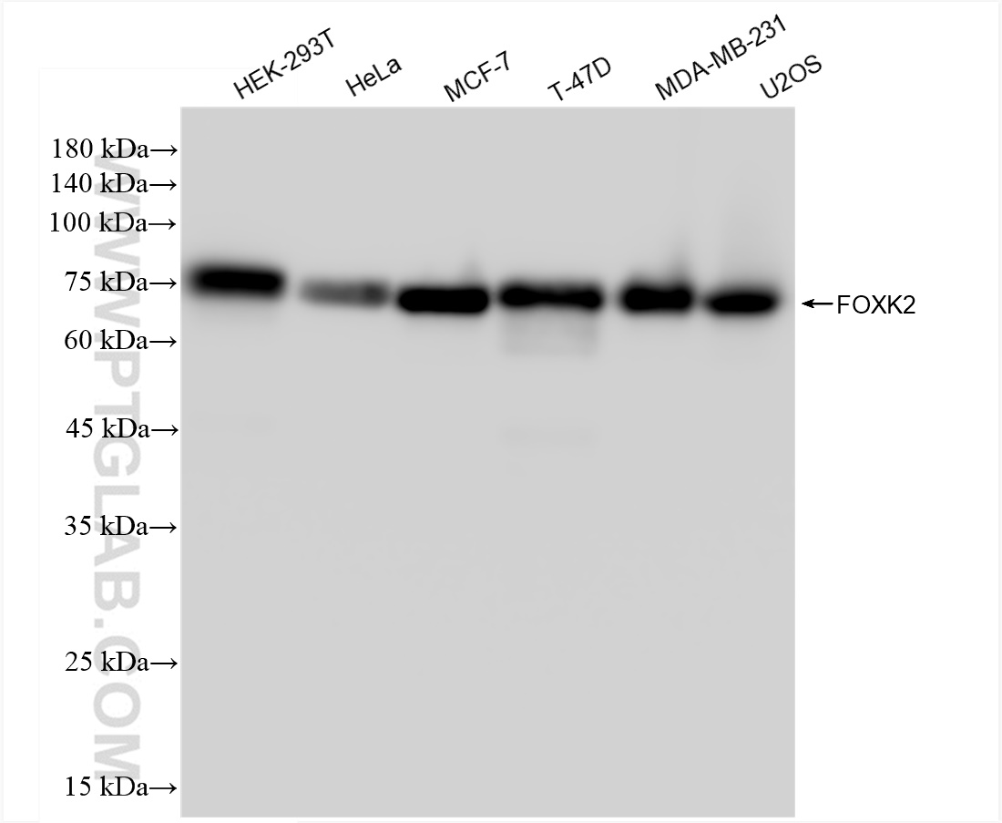 Western Blot (WB) analysis of various lysates using FOXK2 Recombinant antibody (83735-4-RR)