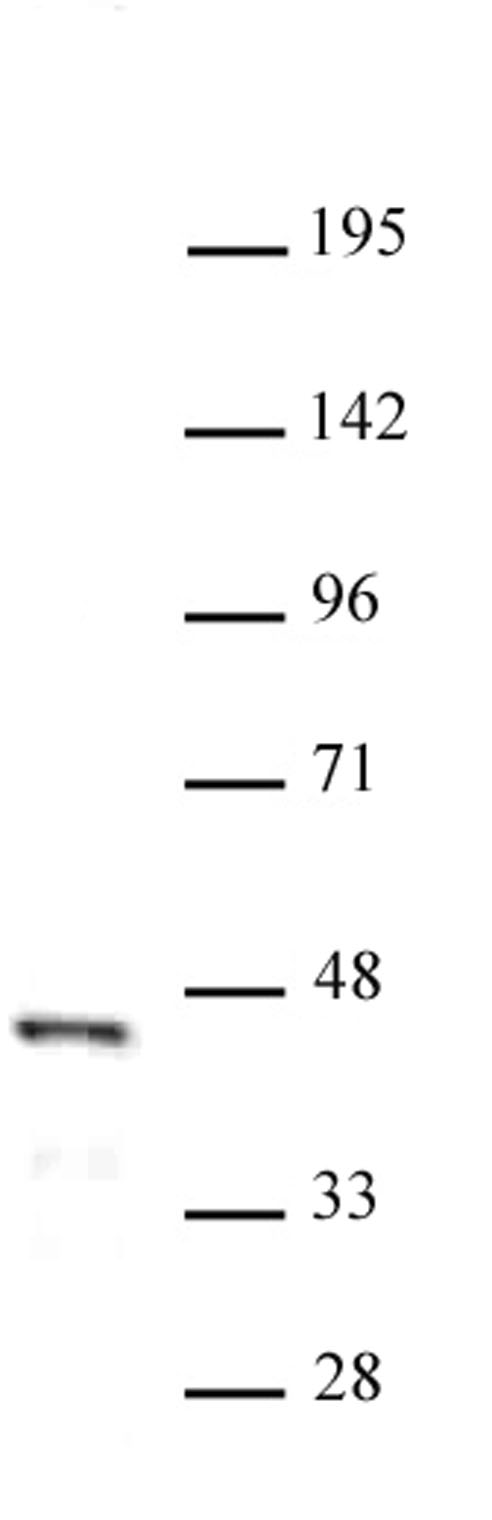 FOXL2 antibody (pAb) tested by Western blot. Detection of FOXL2 by Western blot analysis. Nuclear extract of OVCAR-3 cells (30 ug) was probed with FOXL2 pAb at a 1:500 dilution.