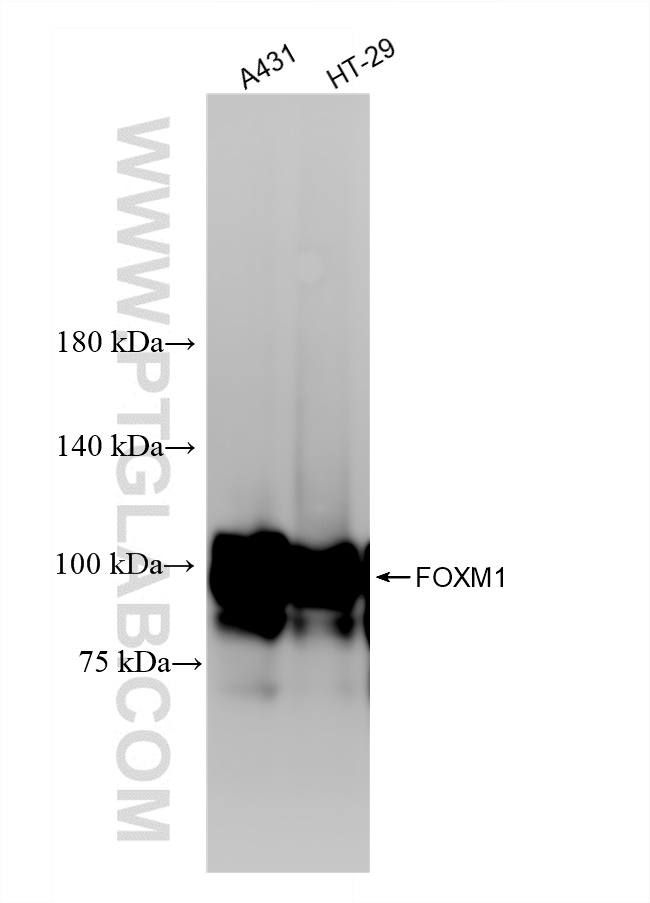 Western Blot (WB) analysis of various lysates using FOXM1 Recombinant antibody (84681-1-RR)