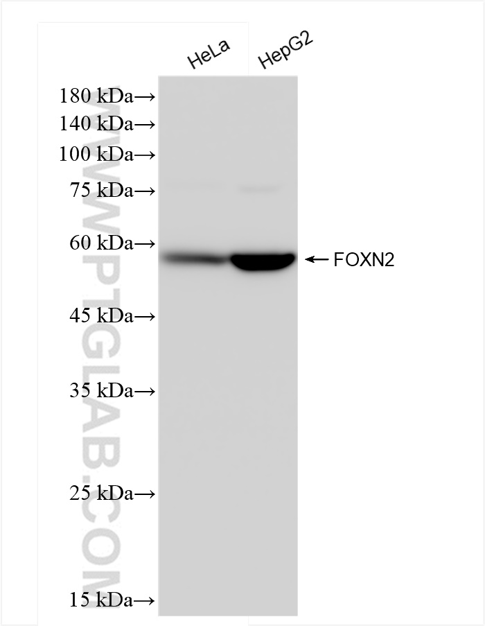 Western Blot (WB) analysis of various lysates using FOXN2 Recombinant antibody (83899-2-RR)