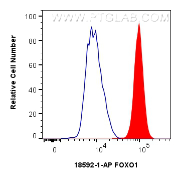 Flow cytometry (FC) experiment of Daudi cells using FOXO1 Polyclonal antibody (18592-1-AP)