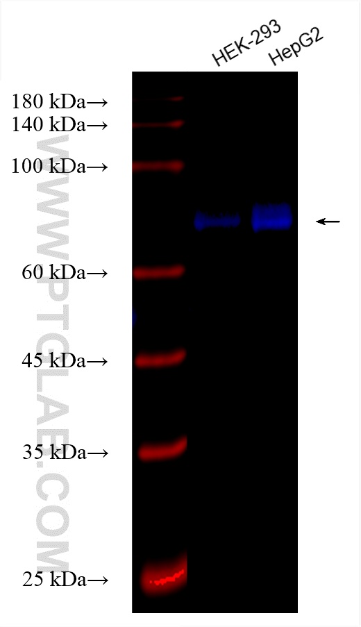 Western Blot (WB) analysis of various lysates using CoraLite® Plus 750-conjugated FOXO1 Recombinant an (CL750-82997)
