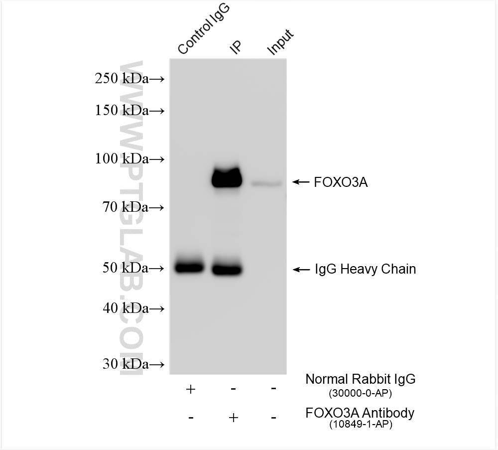 Immunoprecipitation (IP) experiment of HEK-293 cells using FOXO3A Polyclonal antibody (10849-1-AP)