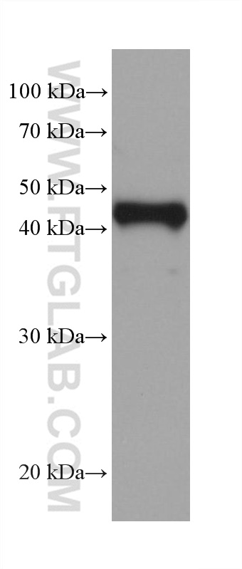 Western Blot (WB) analysis of MJ cells using FOXP3 Monoclonal antibody (68803-2-Ig)