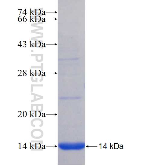 FPR1 fusion protein Ag23105 SDS-PAGE