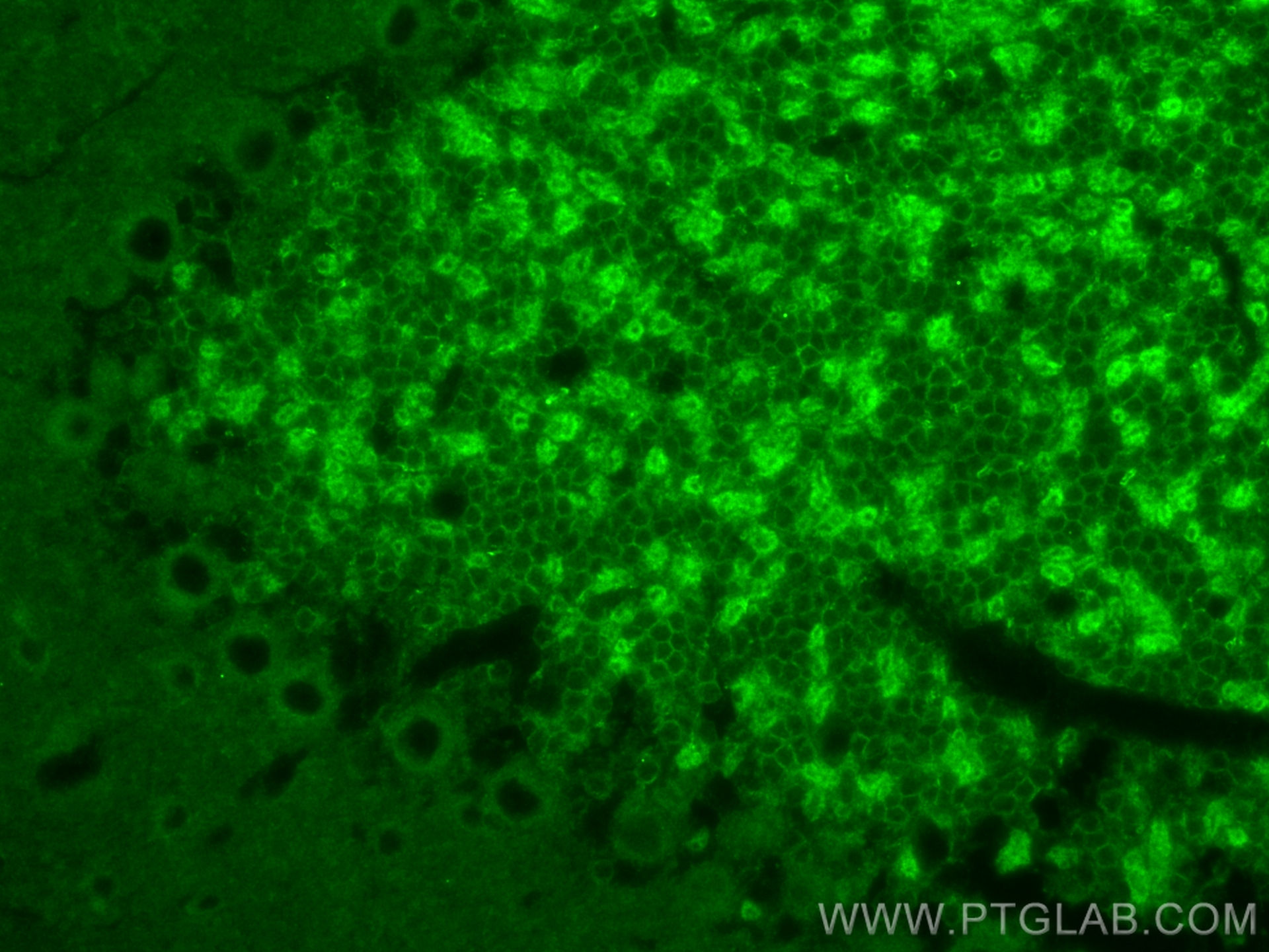 Immunofluorescence (IF) / fluorescent staining of mouse cerebellum tissue using NCS1 Polyclonal antibody (10506-2-AP)