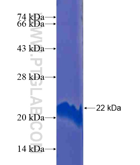 FRYL fusion protein Ag21333 SDS-PAGE