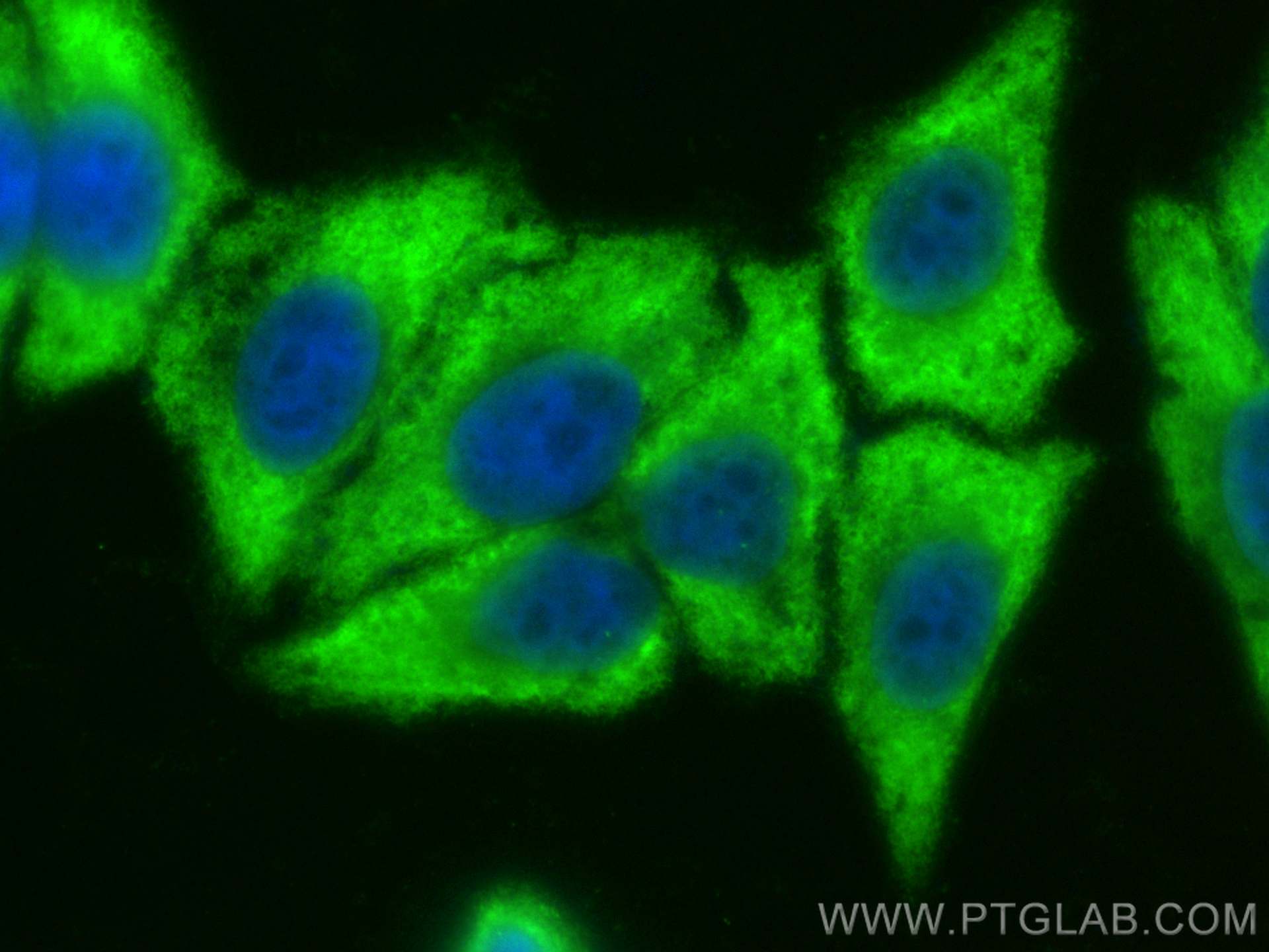 Immunofluorescence (IF) / fluorescent staining of HepG2 cells using CoraLite® Plus 488-conjugated FSHB Monoclonal anti (CL488-67131)