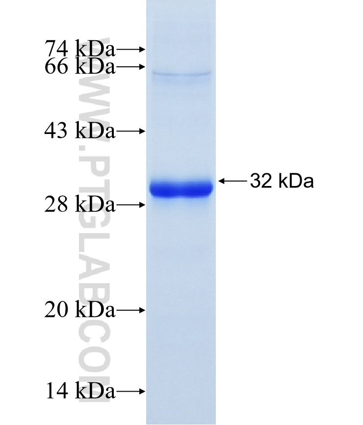 FST fusion protein Ag26415 SDS-PAGE