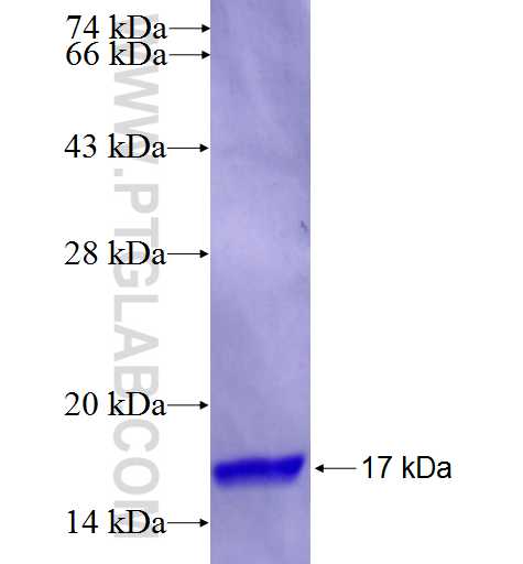 FSTL5 fusion protein Ag26616 SDS-PAGE