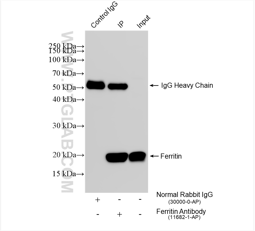 Immunoprecipitation (IP) experiment of HeLa cells using Ferritin heavy chain Polyclonal antibody (11682-1-AP)