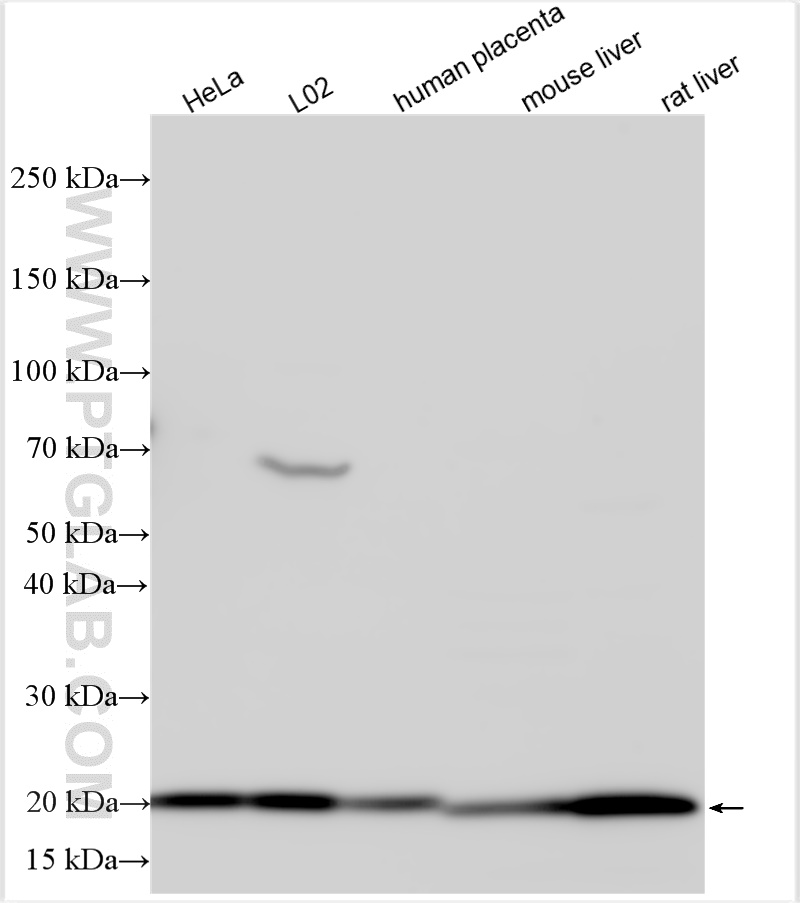 Western Blot (WB) analysis of various lysates using Ferritin heavy chain Polyclonal antibody (11682-1-AP)