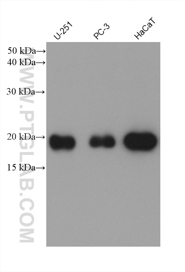 Western Blot (WB) analysis of various lysates using Ferritin heavy chain Monoclonal antibody (60875-5-Ig)
