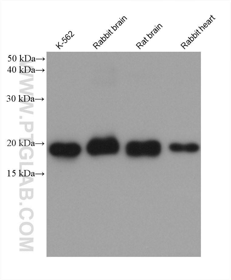 Western Blot (WB) analysis of various lysates using Ferritin heavy chain Monoclonal antibody (60875-5-Ig)