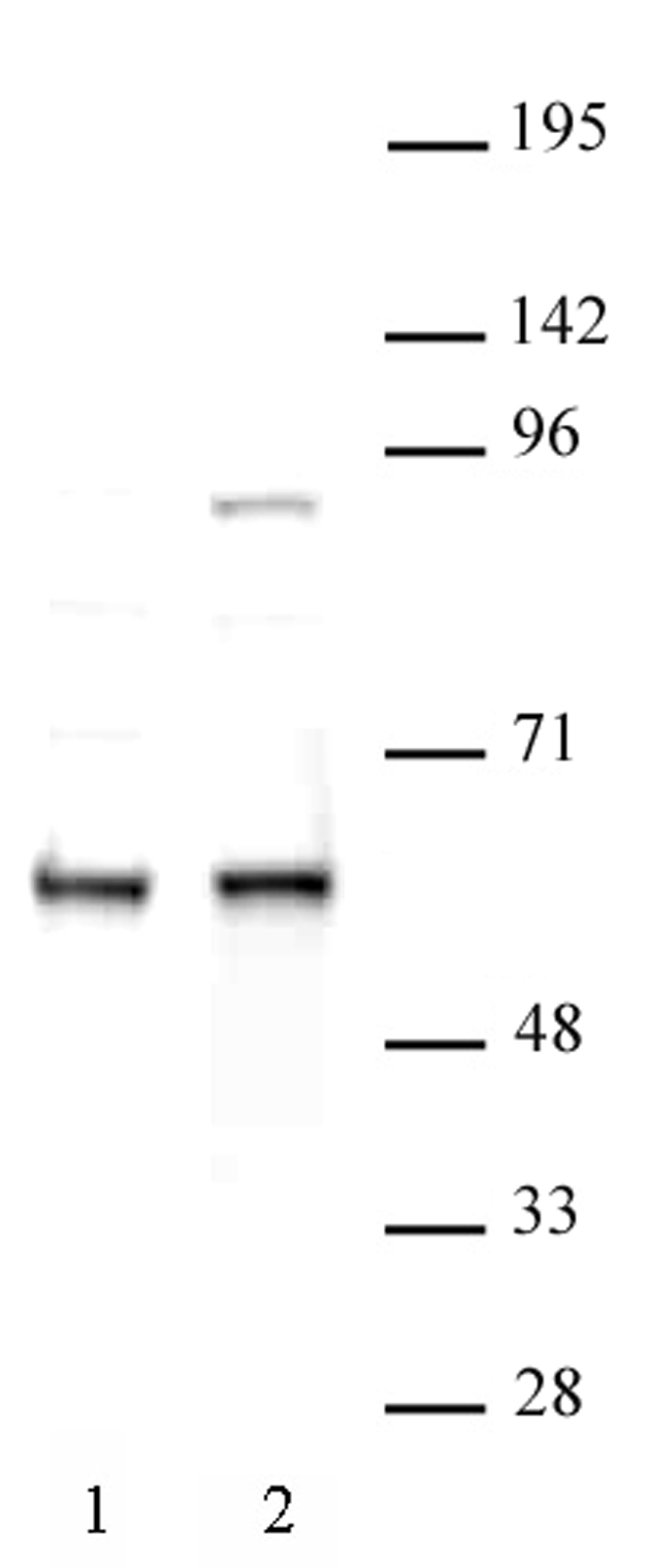 FTO antibody (pAb) tested by Western blot. Detection of FTO by Western blot analysis (30 ug per lane). Lane 1: Nuclear extract of Caco-2 cells. Lane 2: Nuclear extract of HEK-293 cells. Both probed with FTO antibody (pAb) at a 1:500 dilution.