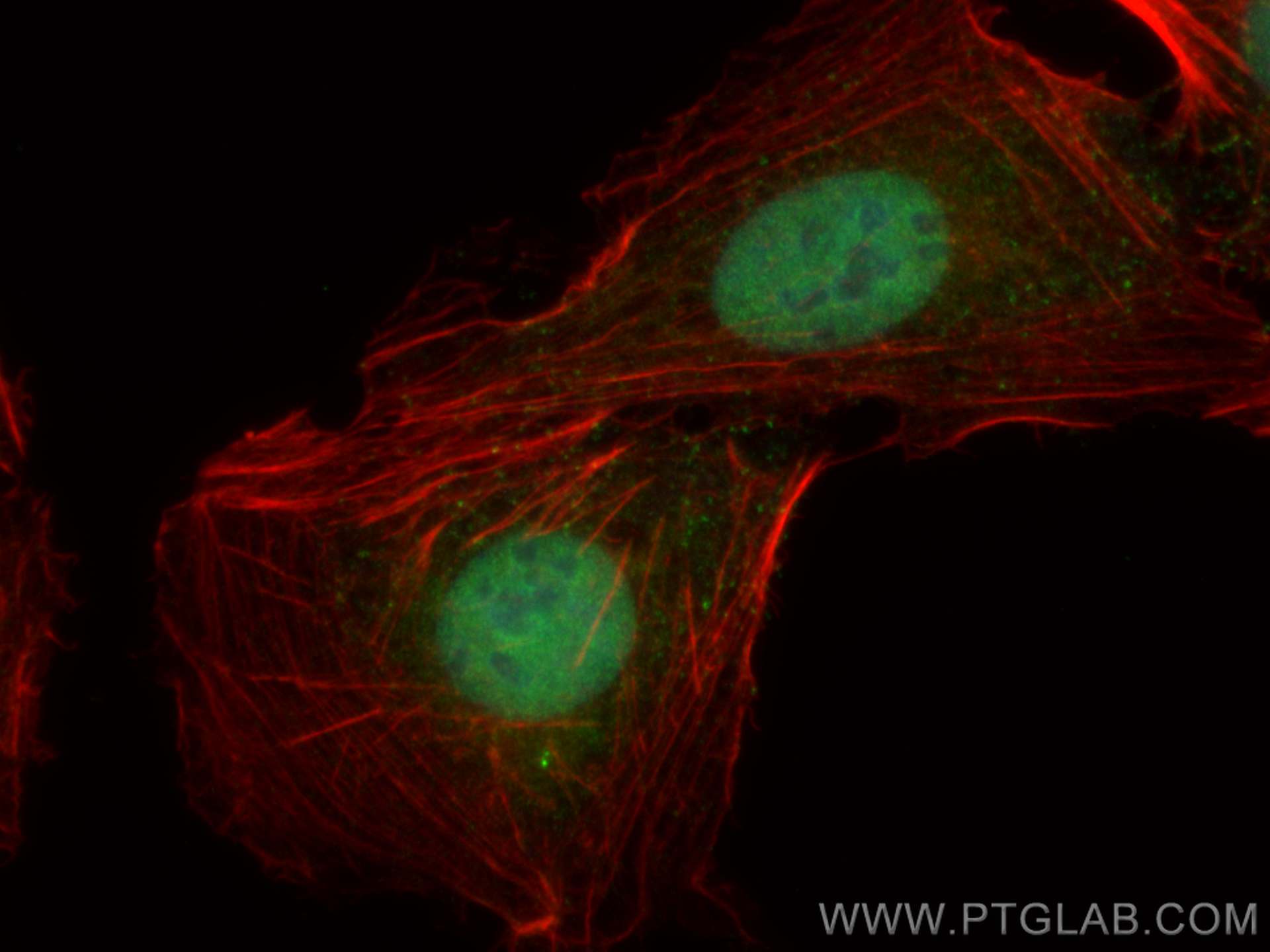 Immunofluorescence (IF) / fluorescent staining of U2OS cells using CoraLite® Plus 488-conjugated FTSJD2 Polyclonal an (CL488-27707)