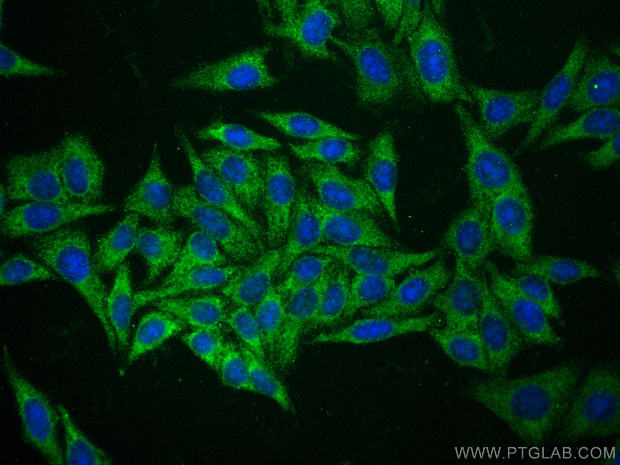 Immunofluorescence (IF) / fluorescent staining of HepG2 cells using FUCA1 Monoclonal antibody (67251-1-Ig)