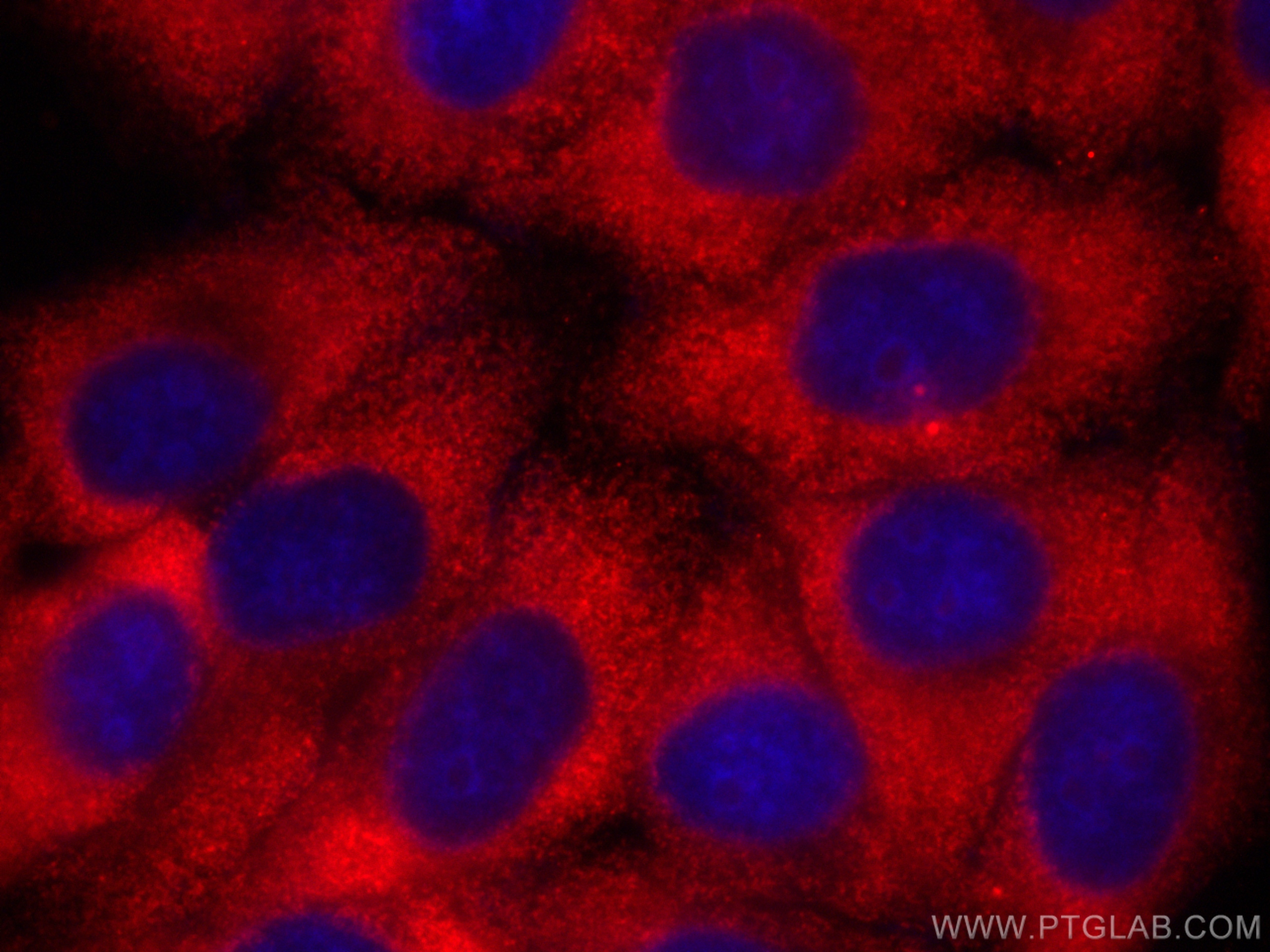 Immunofluorescence (IF) / fluorescent staining of HepG2 cells using CoraLite®594-conjugated FUCA1 Monoclonal antibody (CL594-67251)