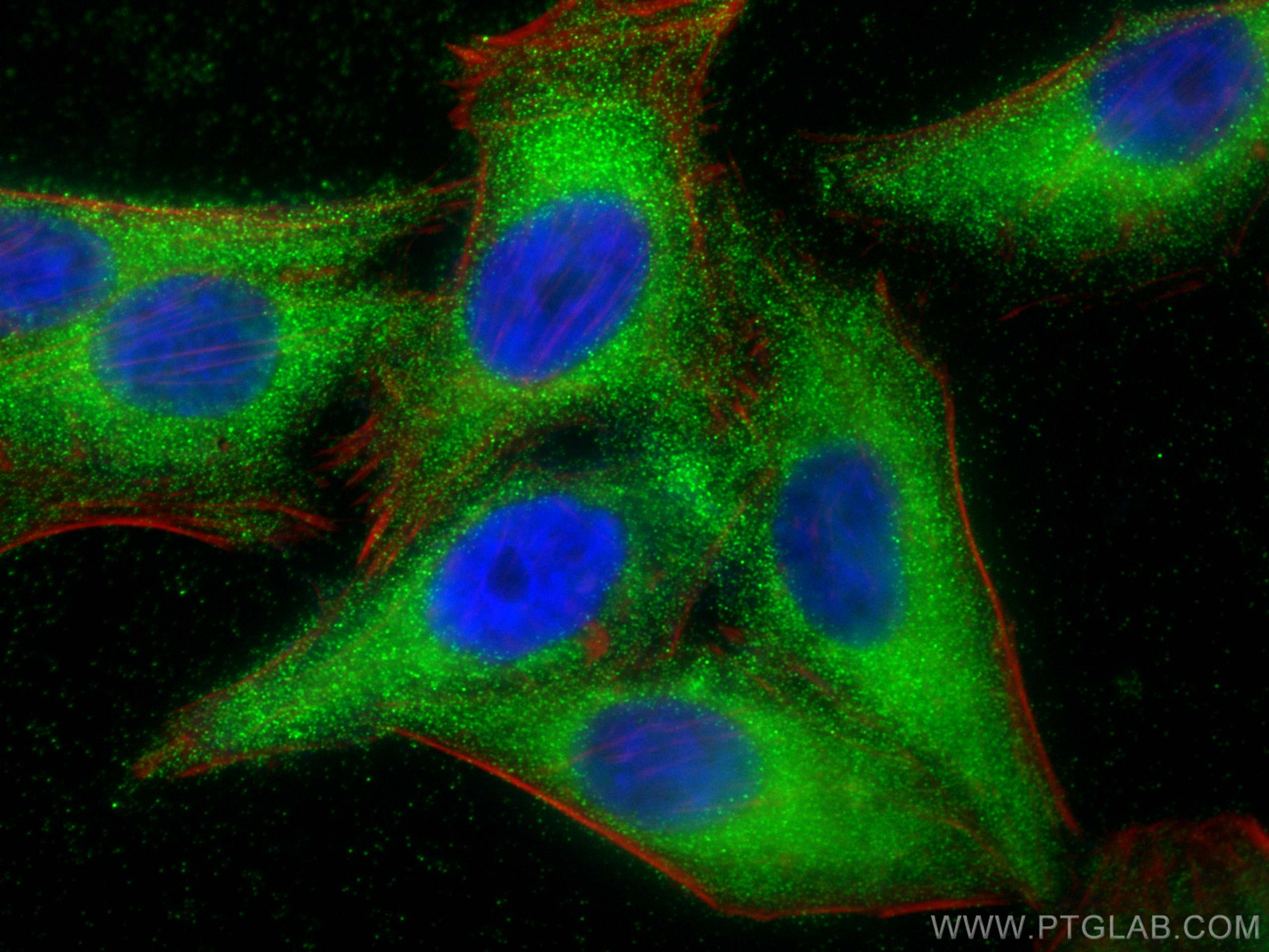 Immunofluorescence (IF) / fluorescent staining of HepG2 cells using FUCA2 Polyclonal antibody (30080-1-AP)