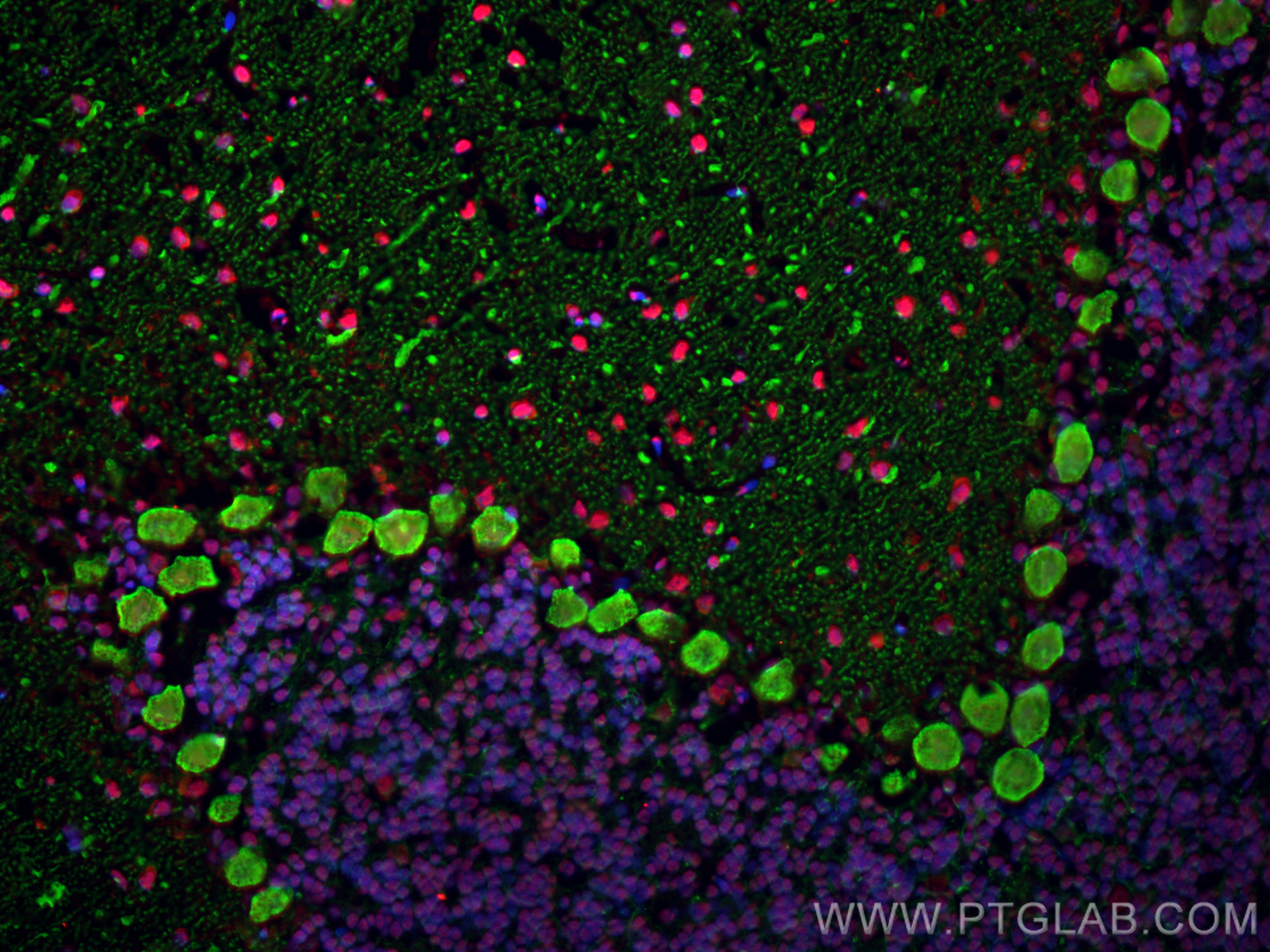 Immunofluorescence (IF) / fluorescent staining of rat cerebellum tissue using FUS/TLS Monoclonal antibody (68262-1-Ig)