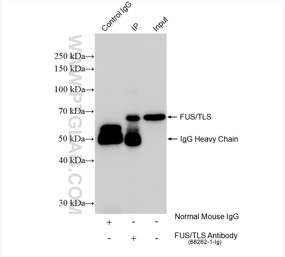 Immunoprecipitation (IP) experiment of K-562 cells using FUS/TLS Monoclonal antibody (68262-1-Ig)