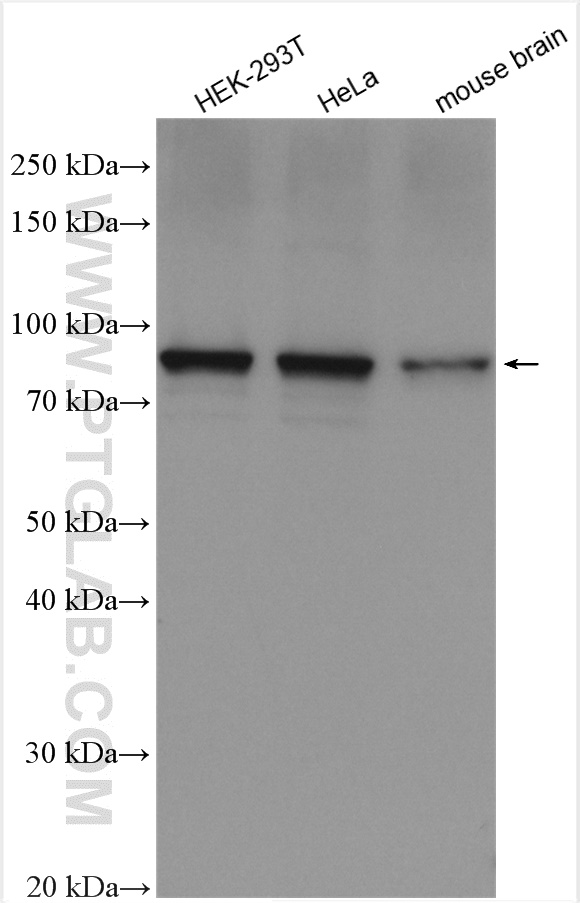 Western Blot (WB) analysis of various lysates using FXR2 Polyclonal antibody (12552-1-AP)