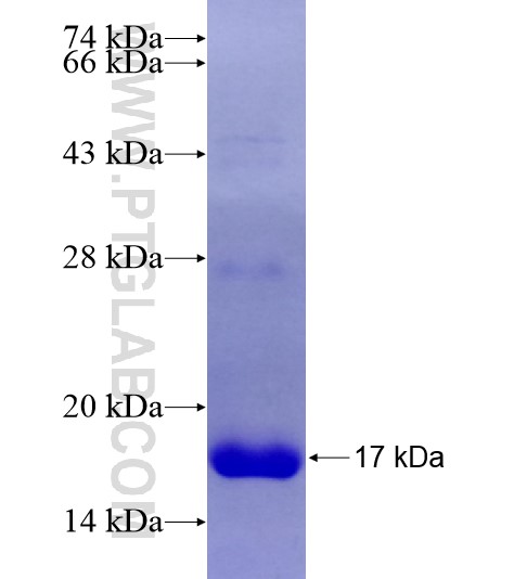 FXYD7 fusion protein Ag28434 SDS-PAGE